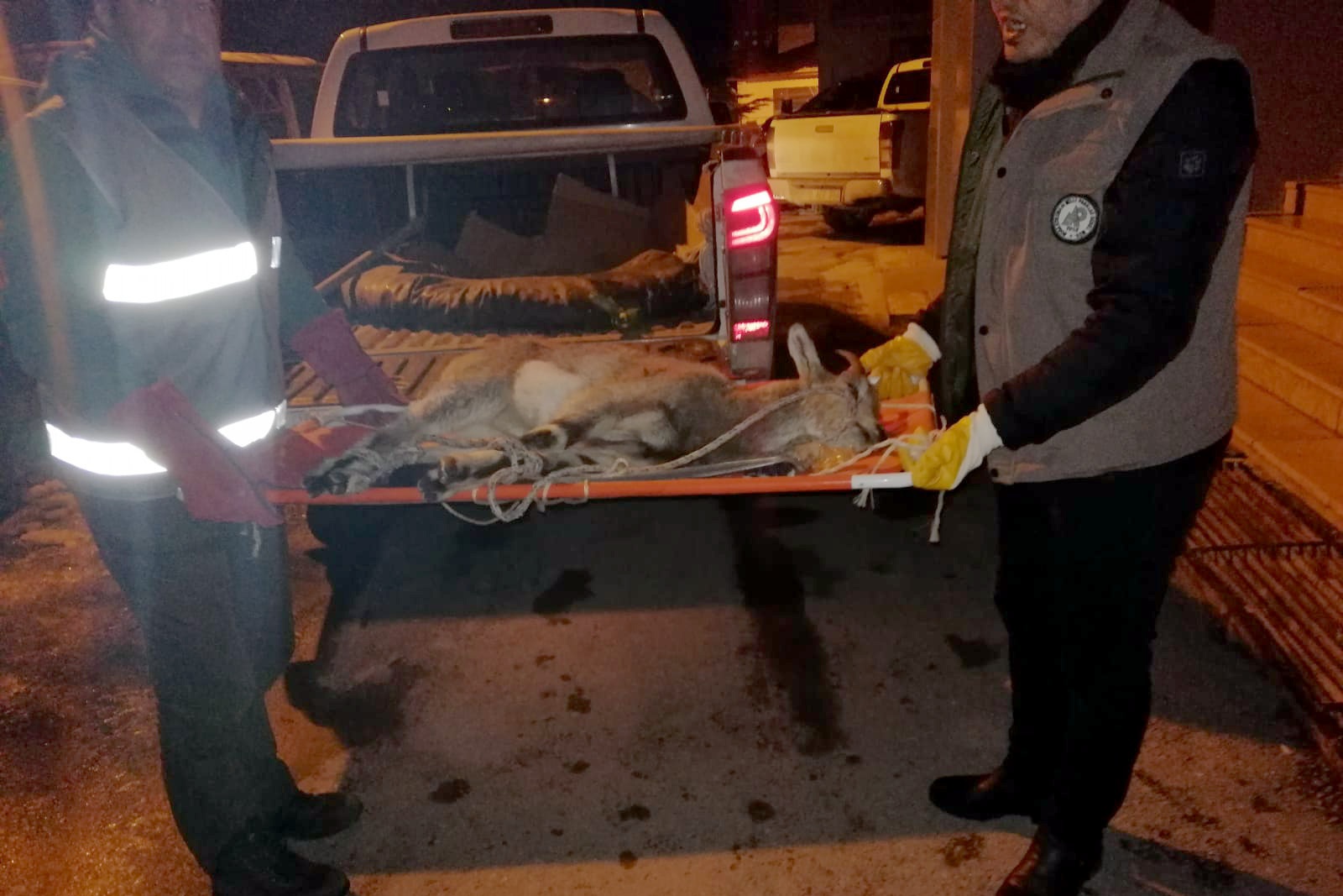 Yaralı yavru yaban keçisi tedavi edilerek doğaya bırakıldı 3