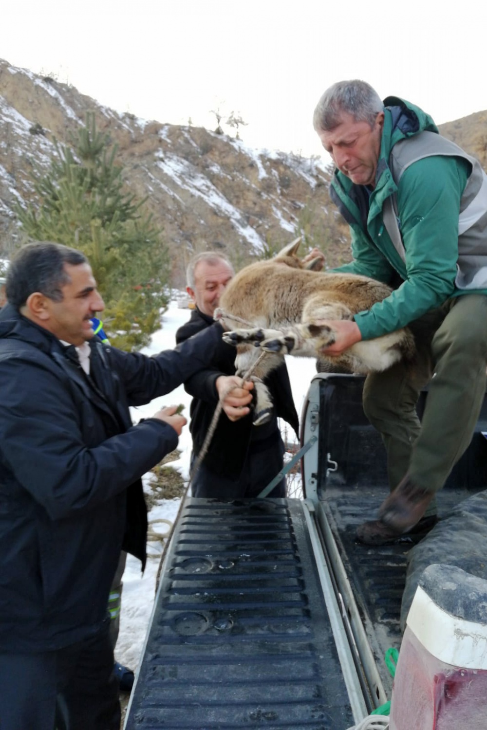 Yaralı yavru yaban keçisi tedavi edilerek doğaya bırakıldı 2