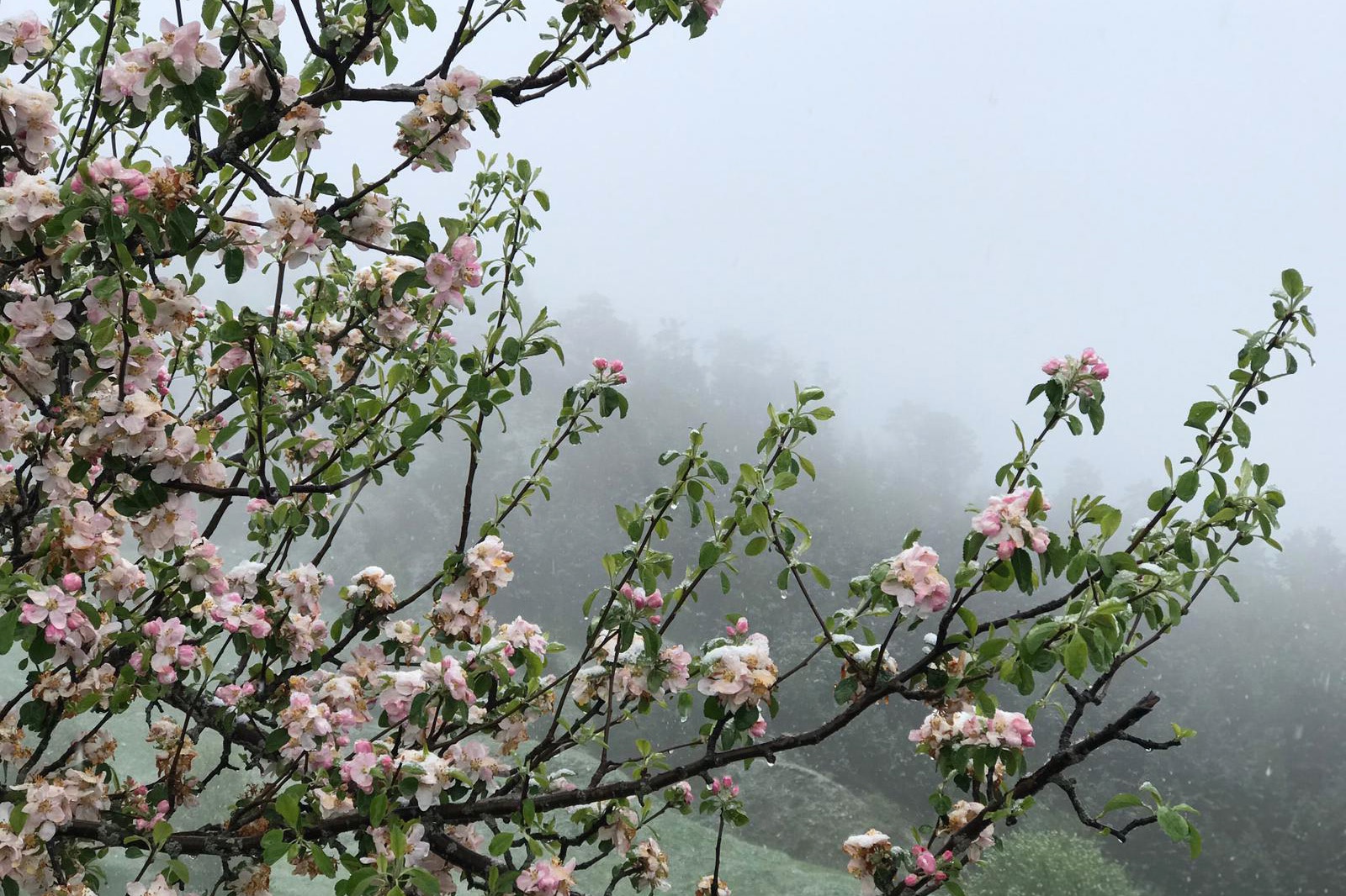 Gümüşhane’nin yüksek kesimlerine 23 Mayıs'ta kar sürprizi  19