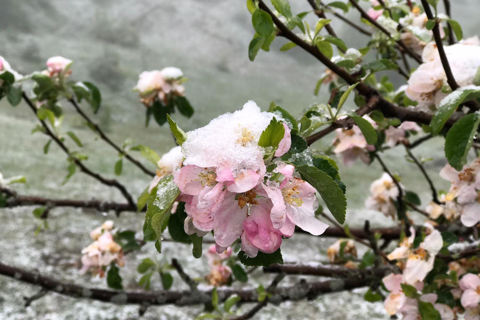 Gümüşhane’nin yüksek kesimlerine 23 Mayıs'ta kar sürprizi  2