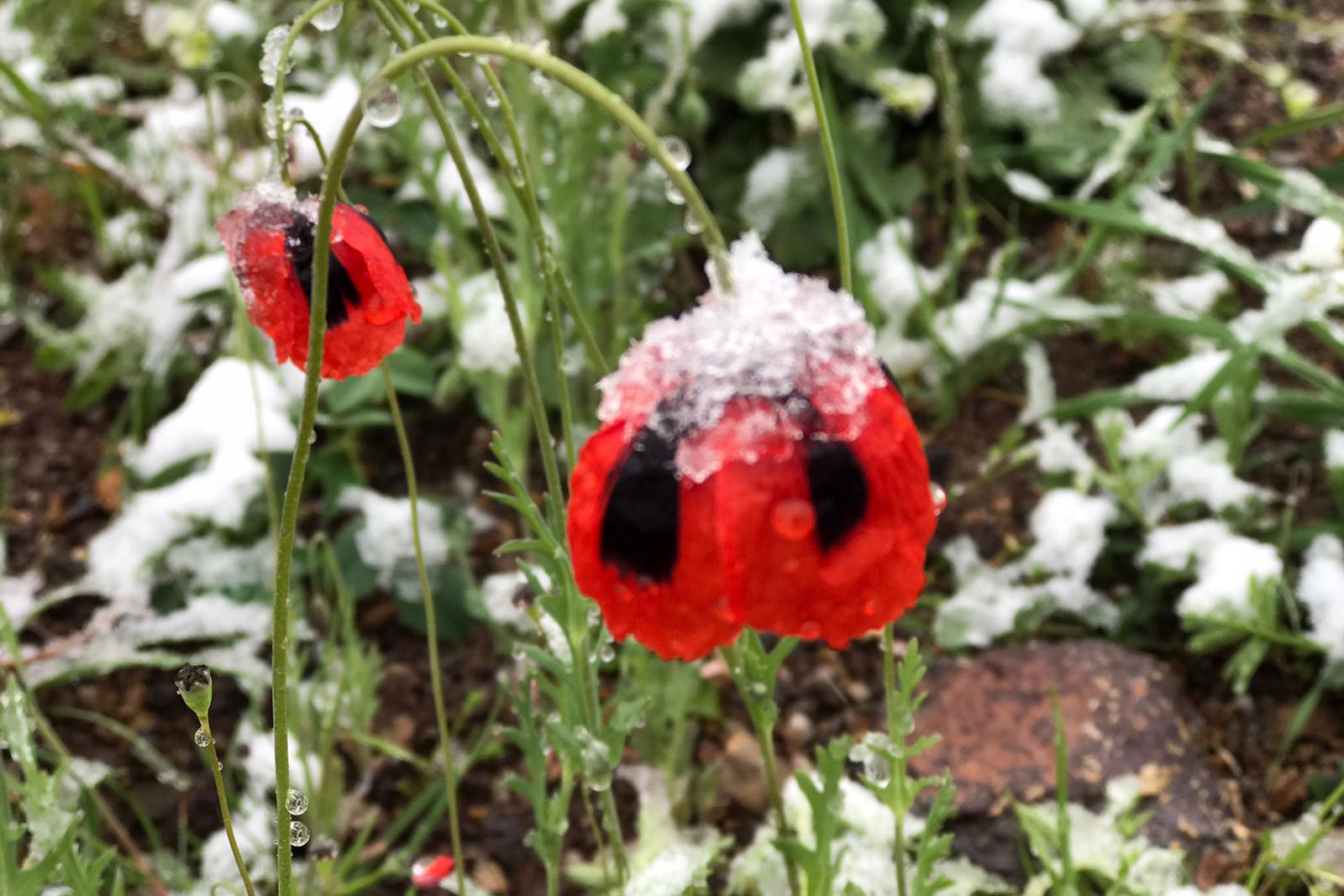 Gümüşhane’nin yüksek kesimlerine 23 Mayıs'ta kar sürprizi  7