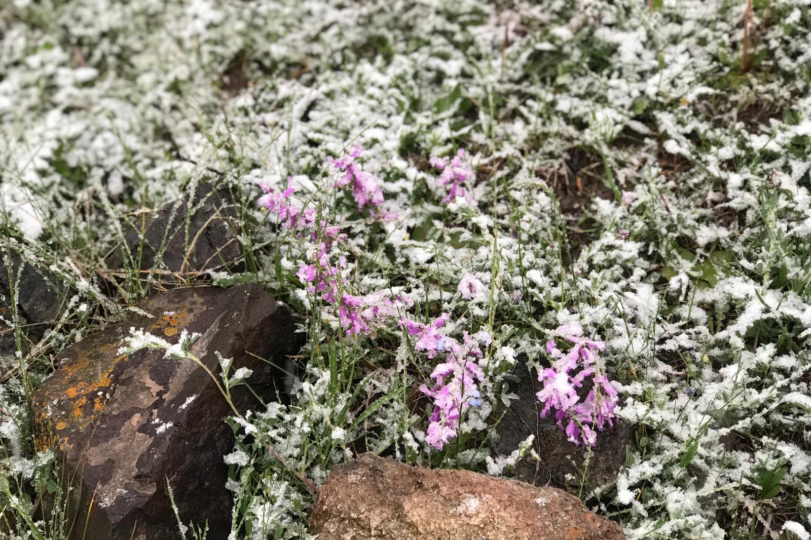Gümüşhane’nin yüksek kesimlerine 23 Mayıs'ta kar sürprizi  14