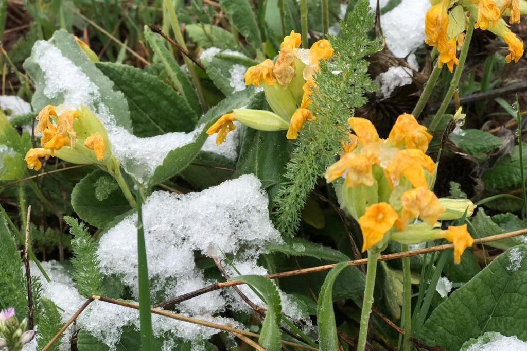 Gümüşhane’nin yüksek kesimlerine 23 Mayıs'ta kar sürprizi  8