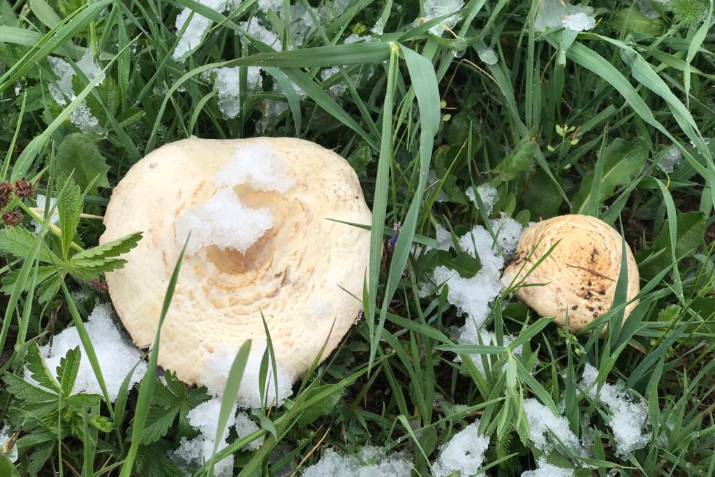 Gümüşhane’nin yüksek kesimlerine 23 Mayıs'ta kar sürprizi  1