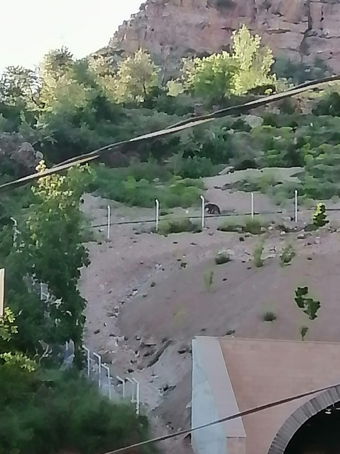 Ayılar bu mahalleyi mesken tuttu 1