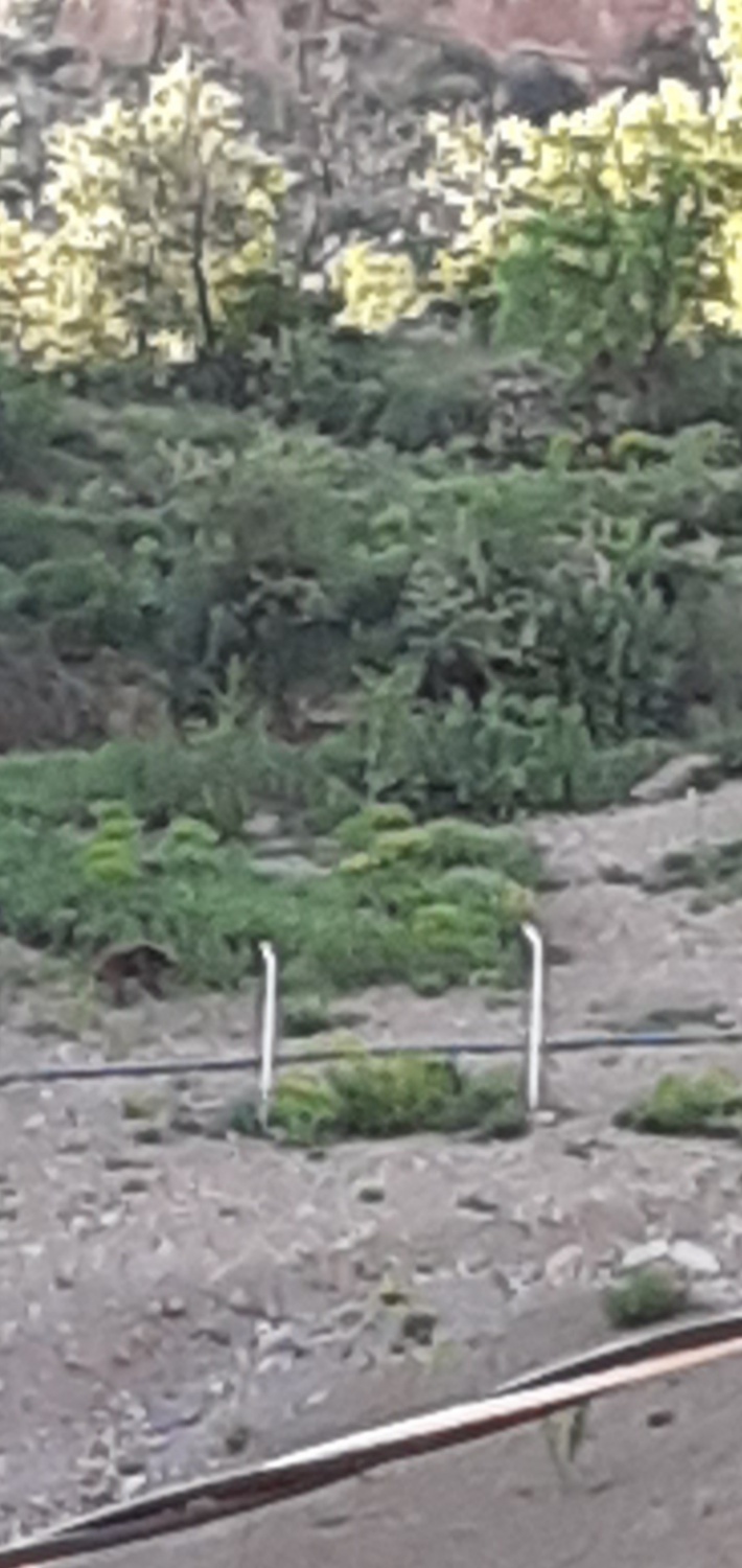 Ayılar bu mahalleyi mesken tuttu 4