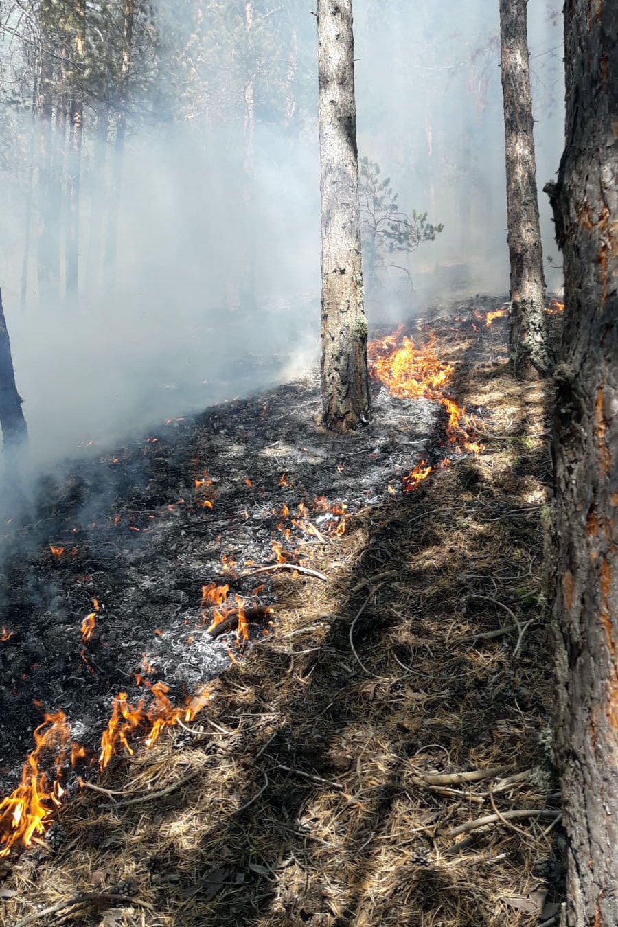 Gümüşhane’den ardı ardına yangın haberleri 10