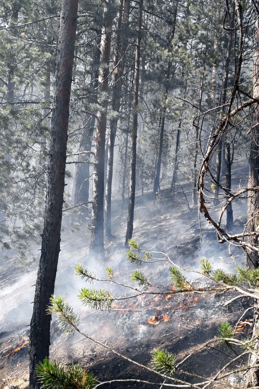 Gümüşhane’den ardı ardına yangın haberleri 18