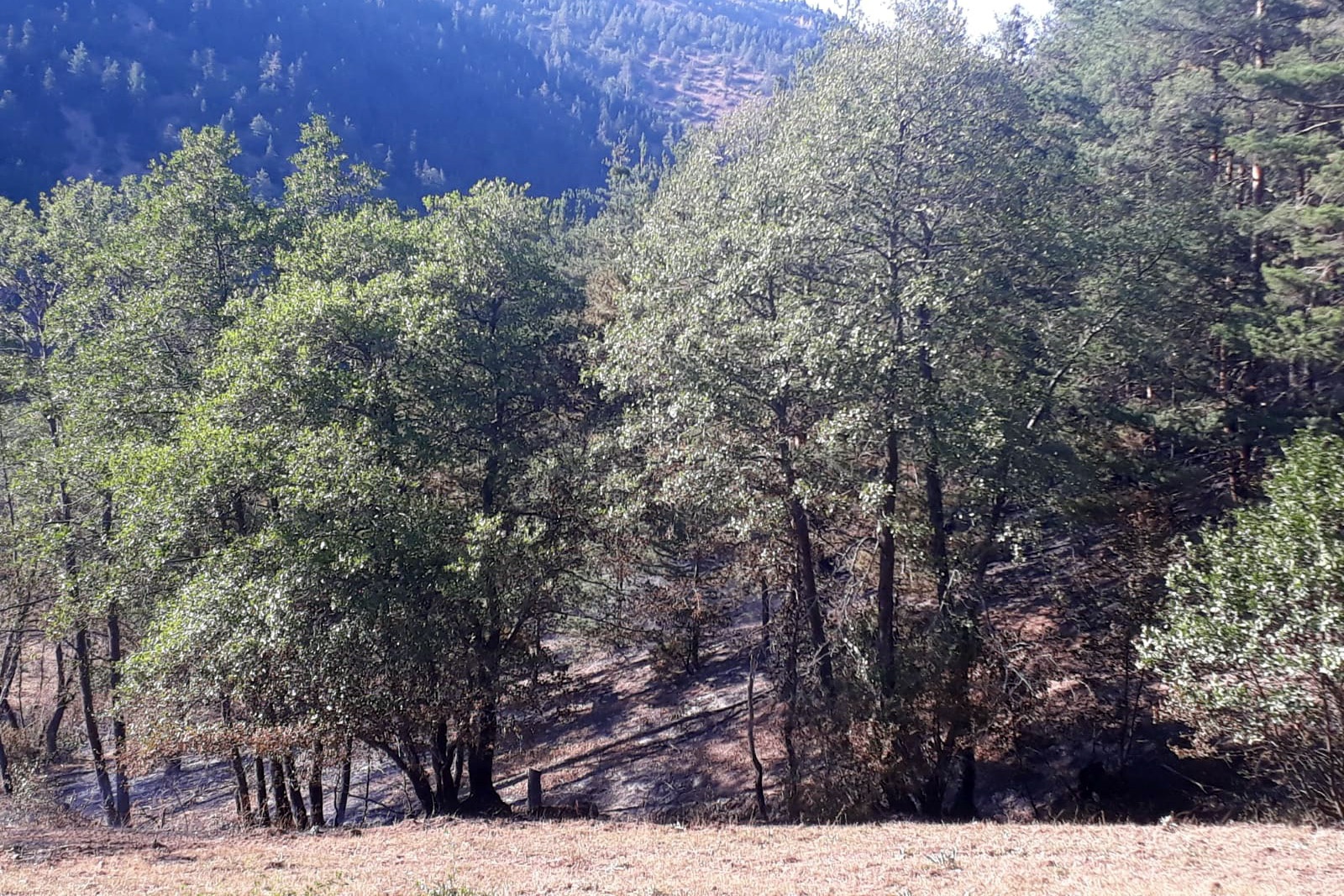 Gümüşhane’den ardı ardına yangın haberleri 12