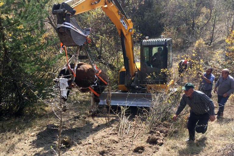 Doğumu yaklaşan ineği 2 günlük operasyonla kurtardılar 2