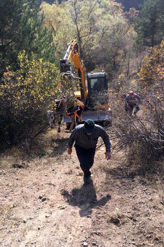 Doğumu yaklaşan ineği 2 günlük operasyonla kurtardılar 4