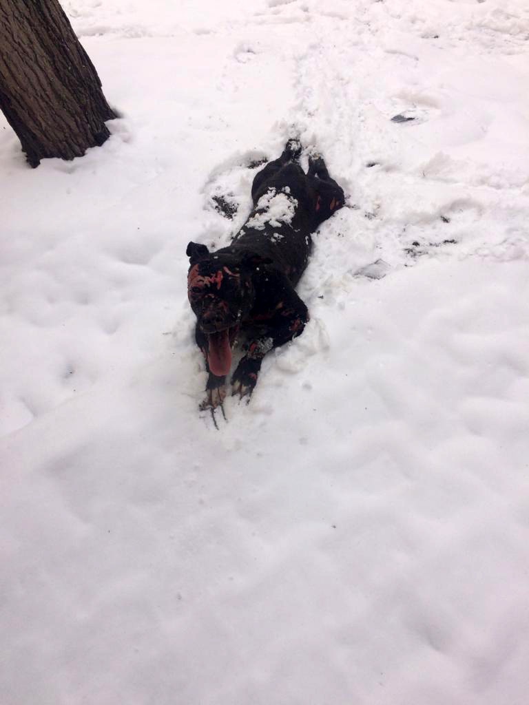 Yanan barakada alevlerin arasına girip köpeği kurtardı 4