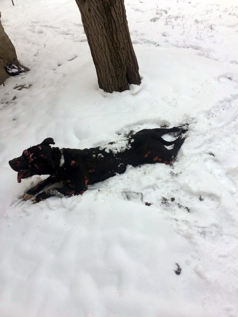 Yanan barakada alevlerin arasına girip köpeği kurtardı 1