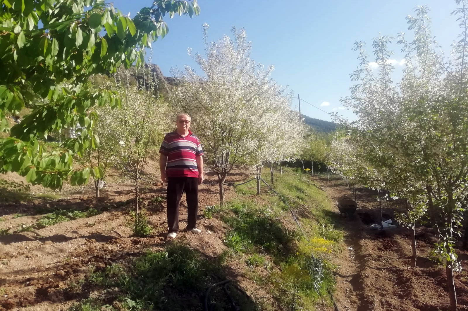 Gümüşhane’de vişne üreticileri sezondan ümitli 2