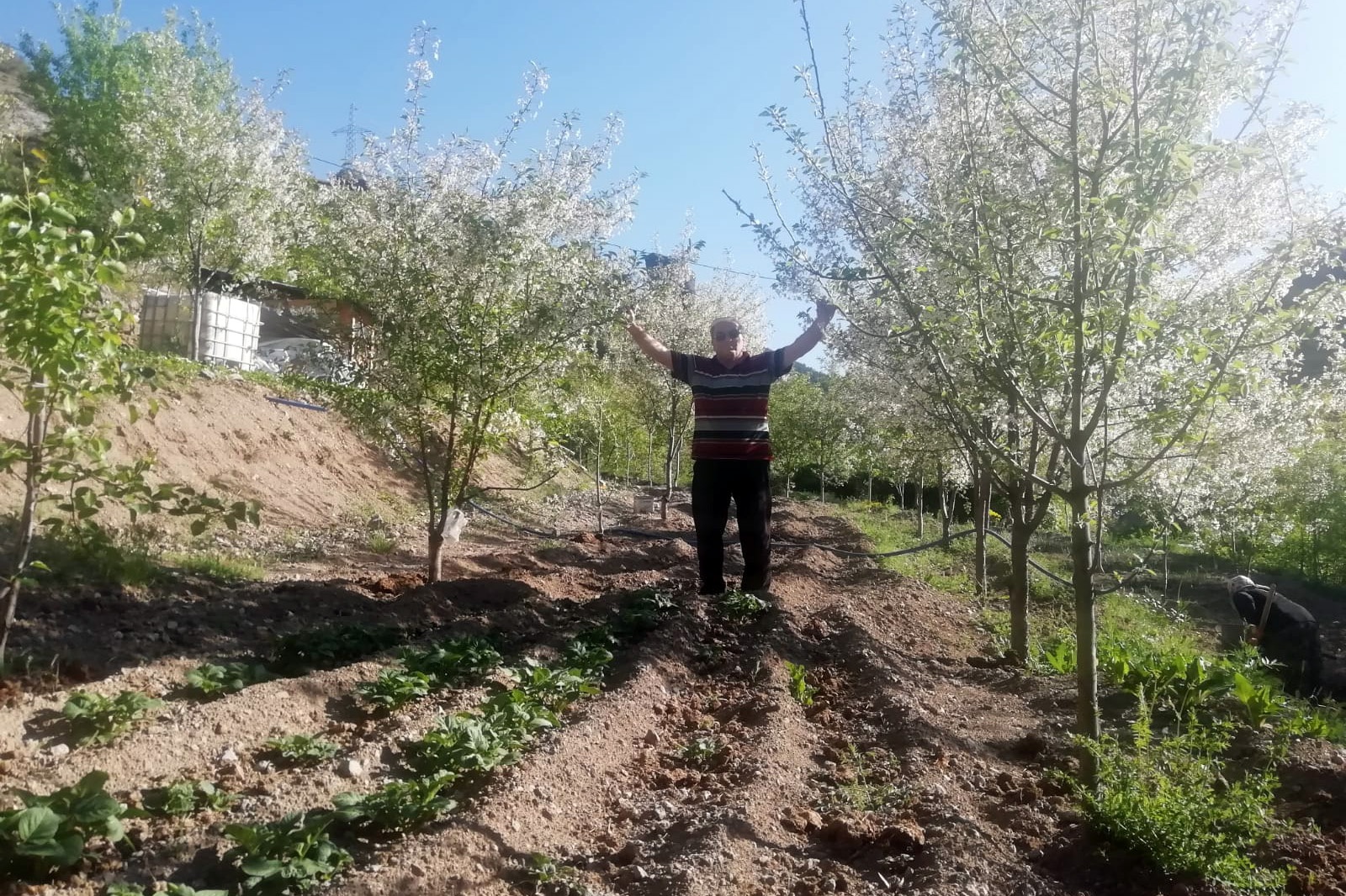 Gümüşhane’de vişne üreticileri sezondan ümitli 4