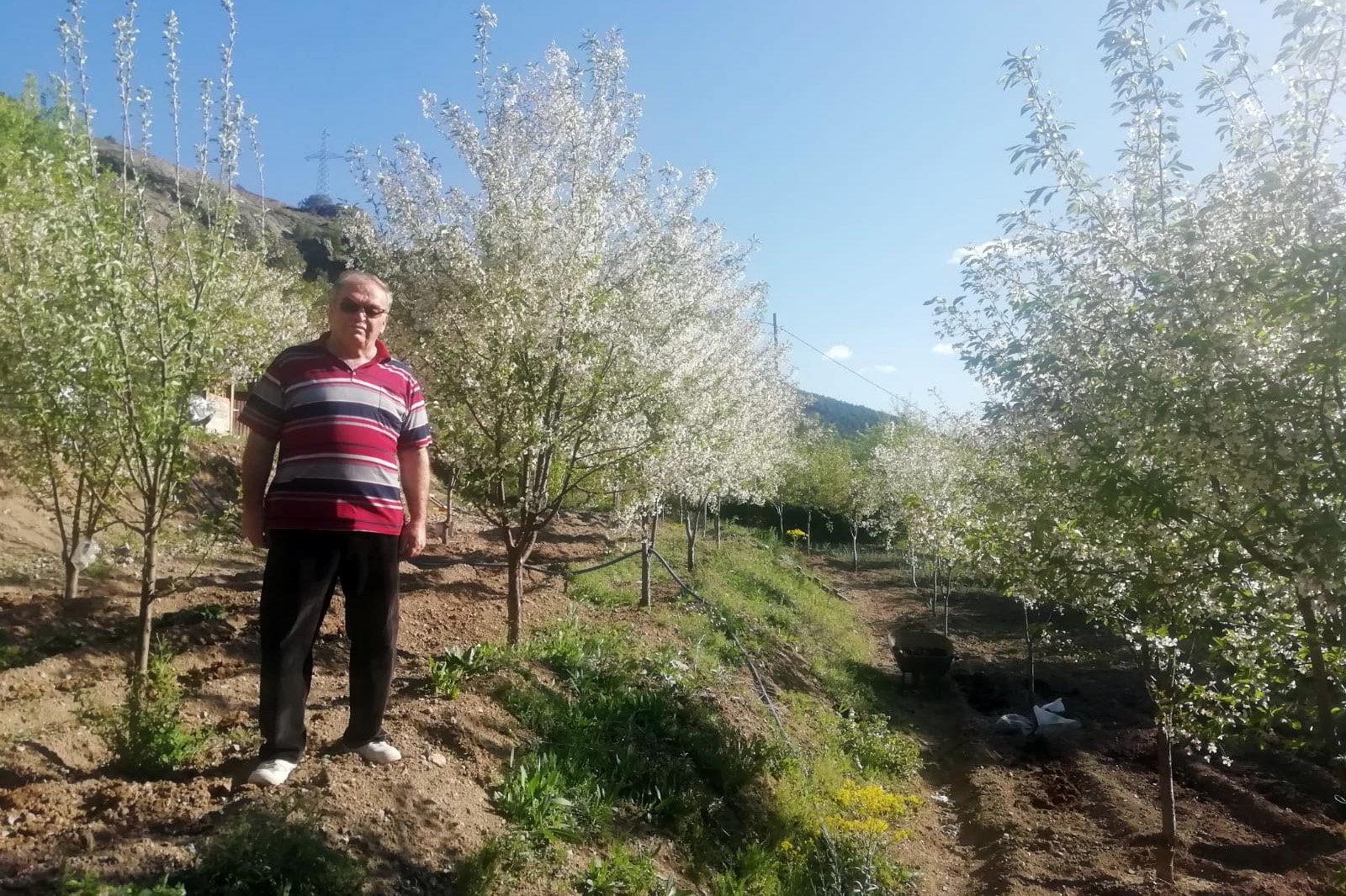 Gümüşhane’de vişne üreticileri sezondan ümitli 3