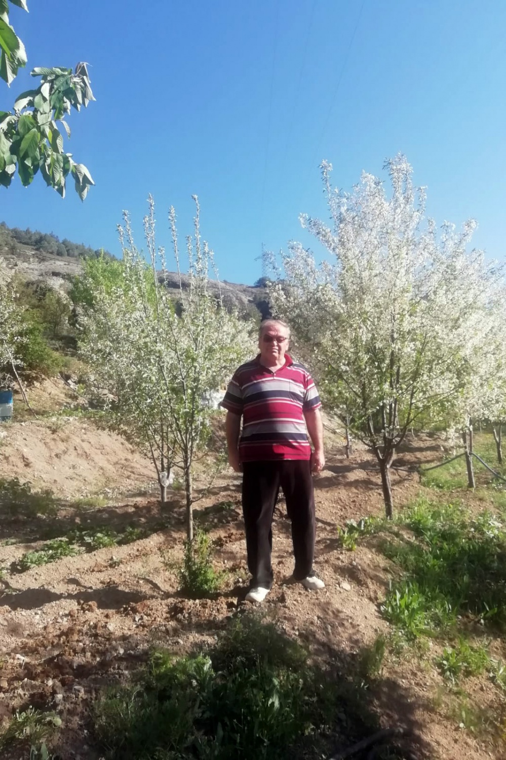 Gümüşhane’de vişne üreticileri sezondan ümitli 1