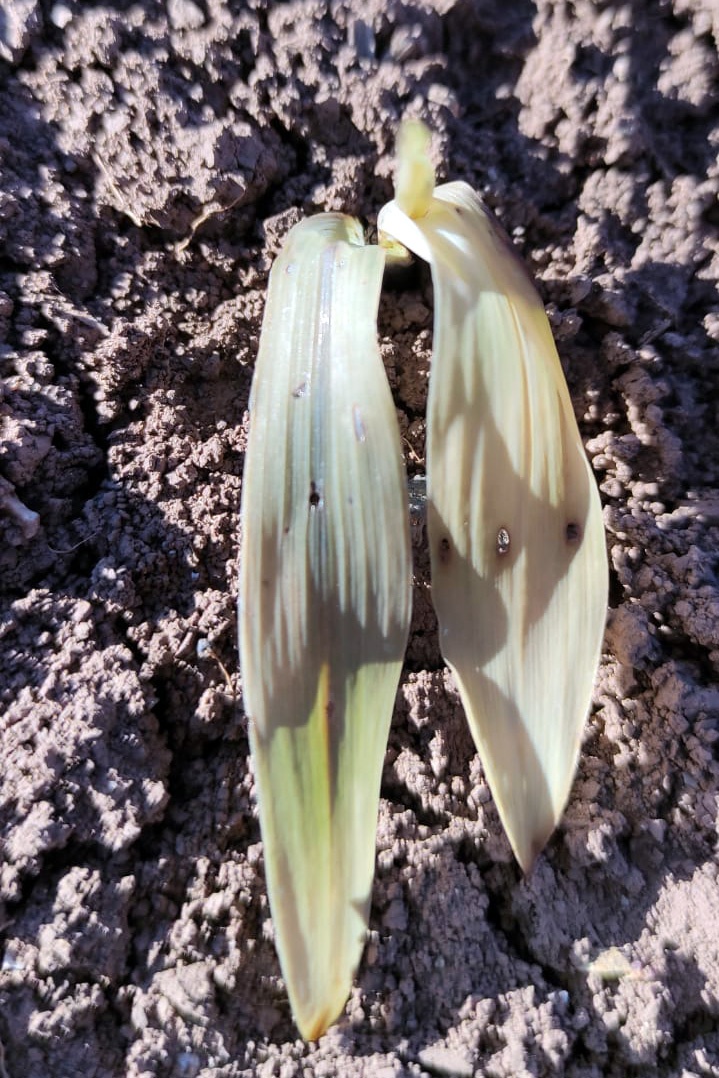 Gümüşhane’yi don vurdu 1