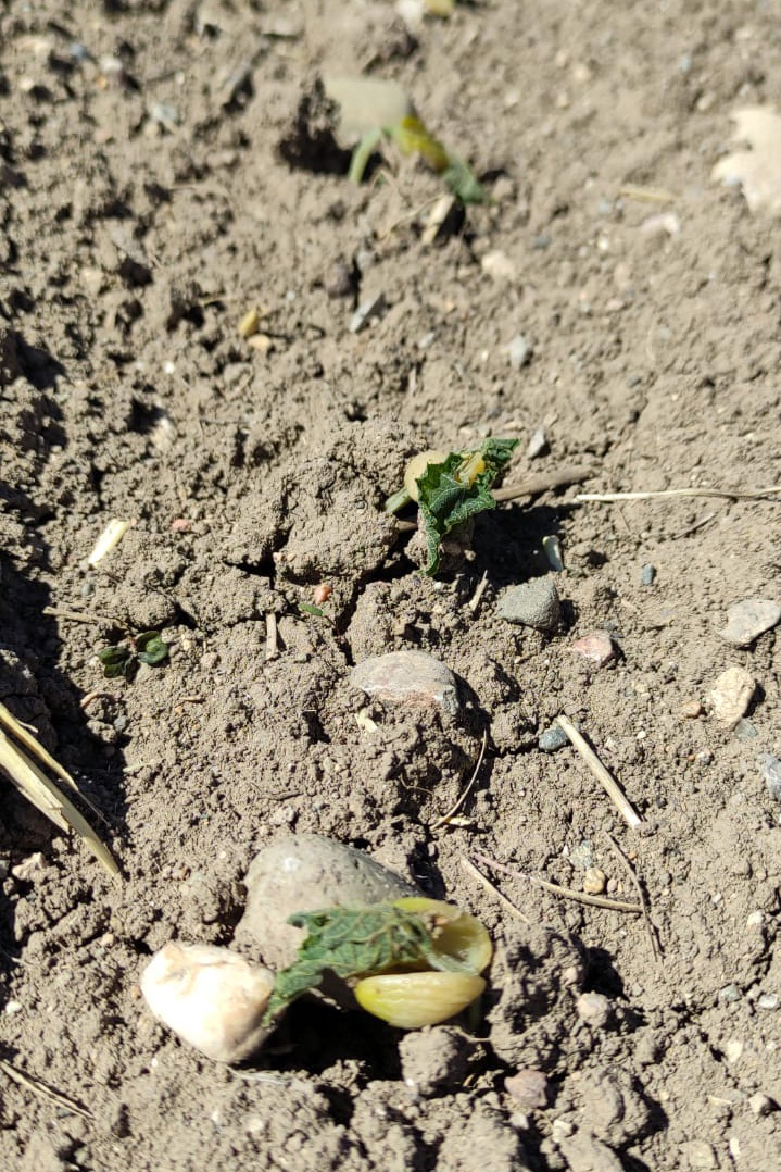 Gümüşhane’yi don vurdu 3