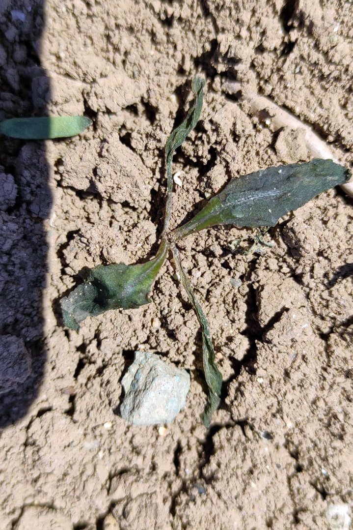 Gümüşhane’yi don vurdu 4