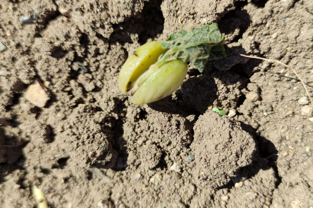 Gümüşhane’yi don vurdu 2