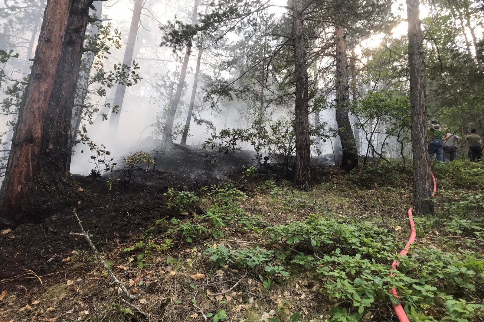 Gümüşhane’de orman içi örtü yangını korkuttu 7