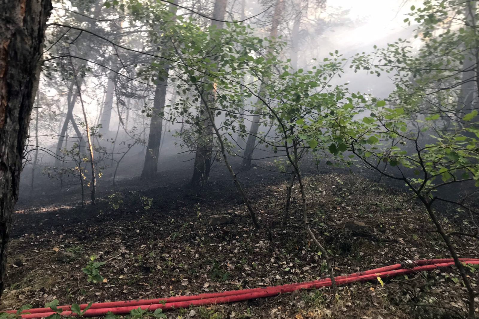 Gümüşhane’de orman içi örtü yangını korkuttu 5