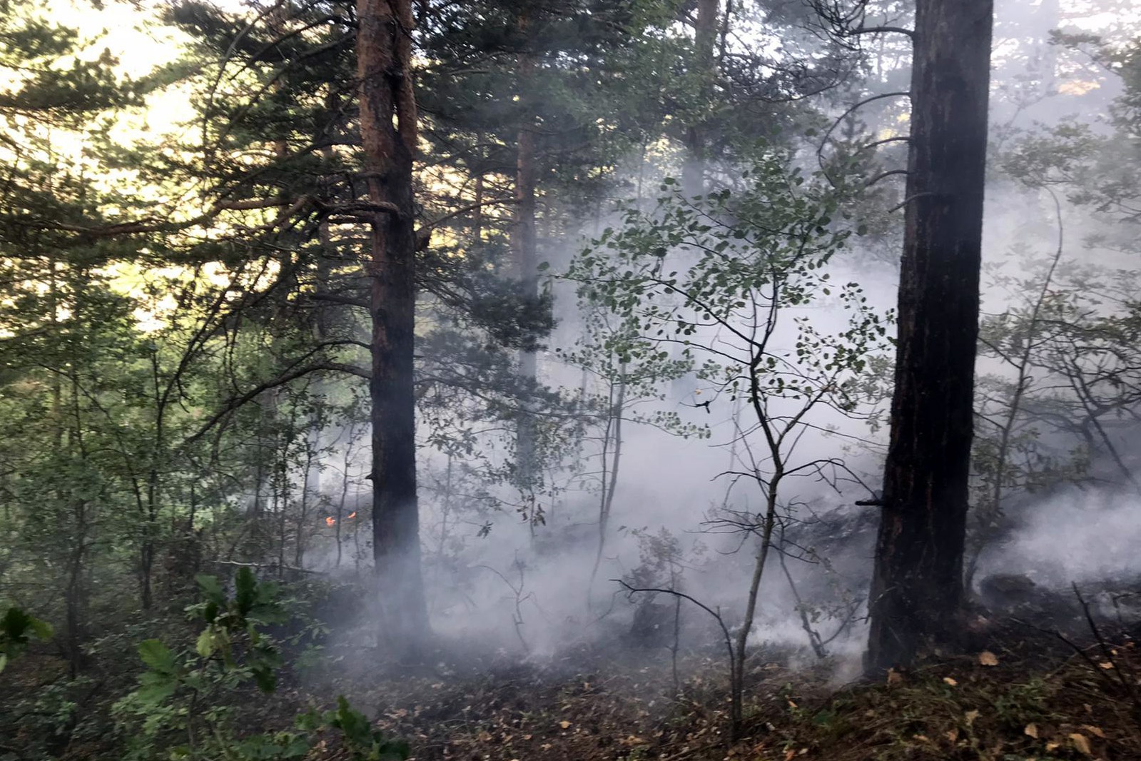 Gümüşhane’de orman içi örtü yangını korkuttu 4