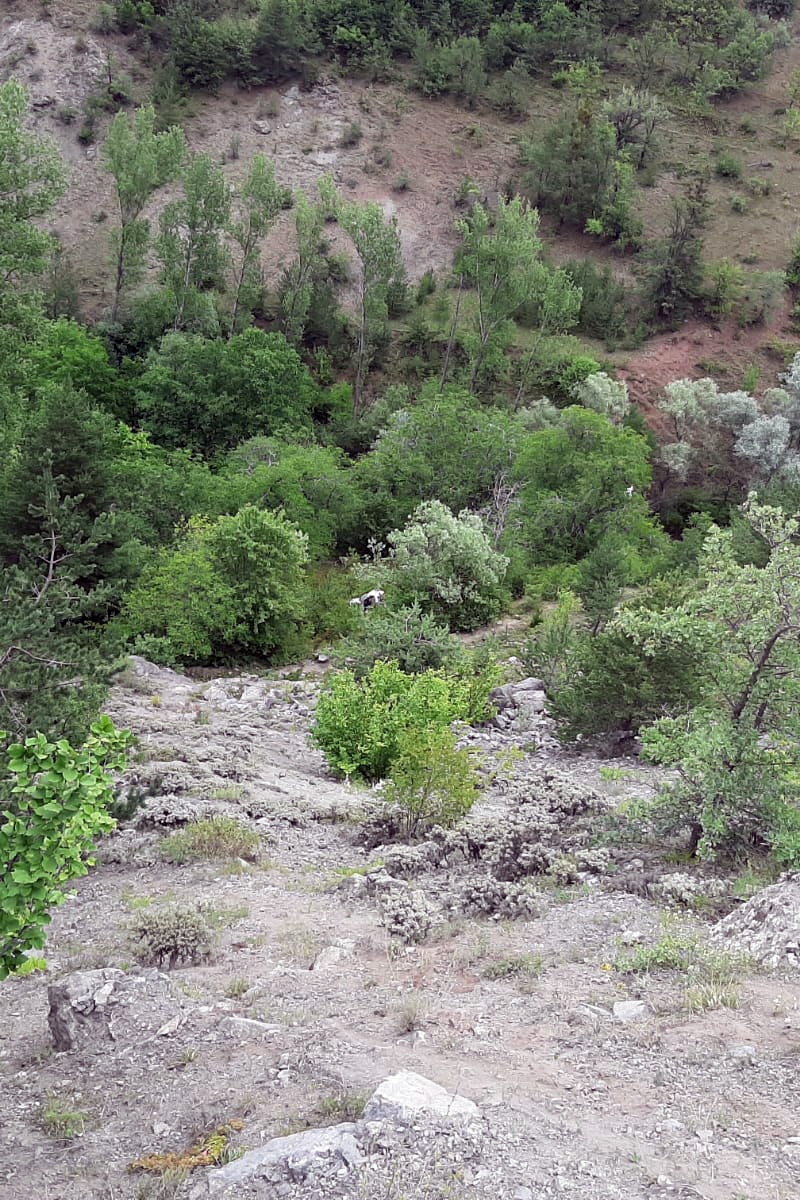 Gümüşhane’de kamyonet uçuruma yuvarlandı: 3 yaralı 2