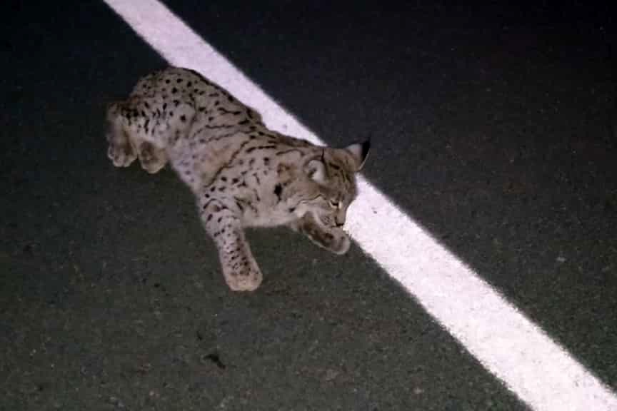 Yaralı vaşak tedavisinin ardından doğaya bırakıldı 1