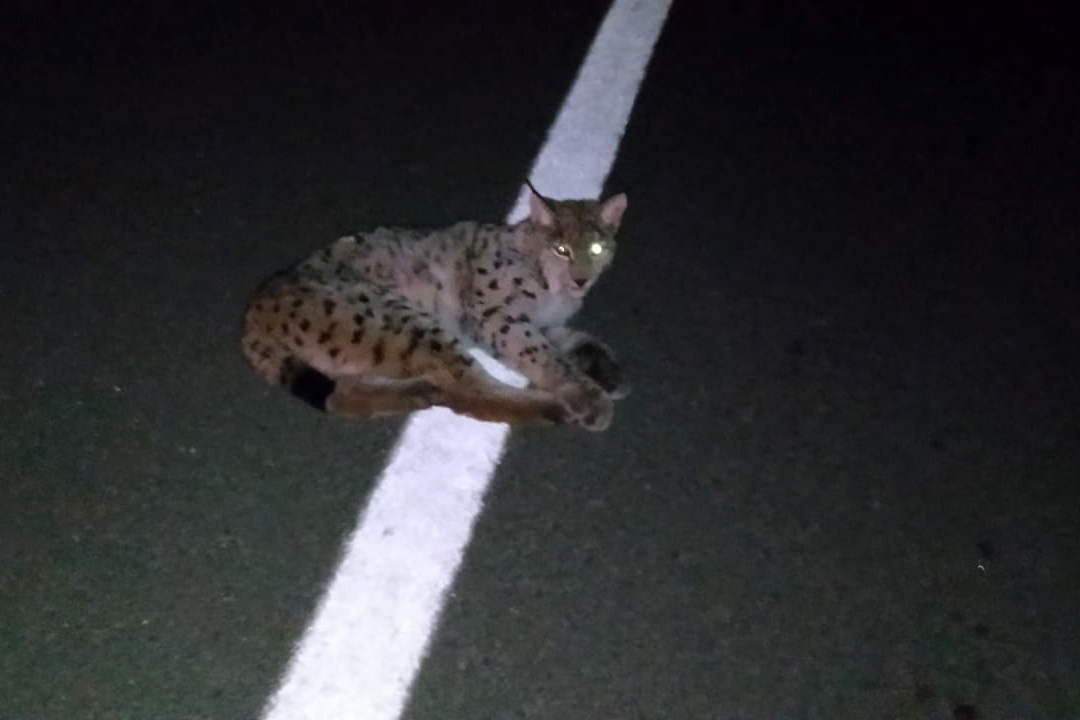 Yaralı vaşak tedavisinin ardından doğaya bırakıldı 2