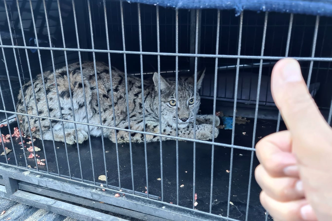 Yaralı vaşak tedavisinin ardından doğaya bırakıldı 3