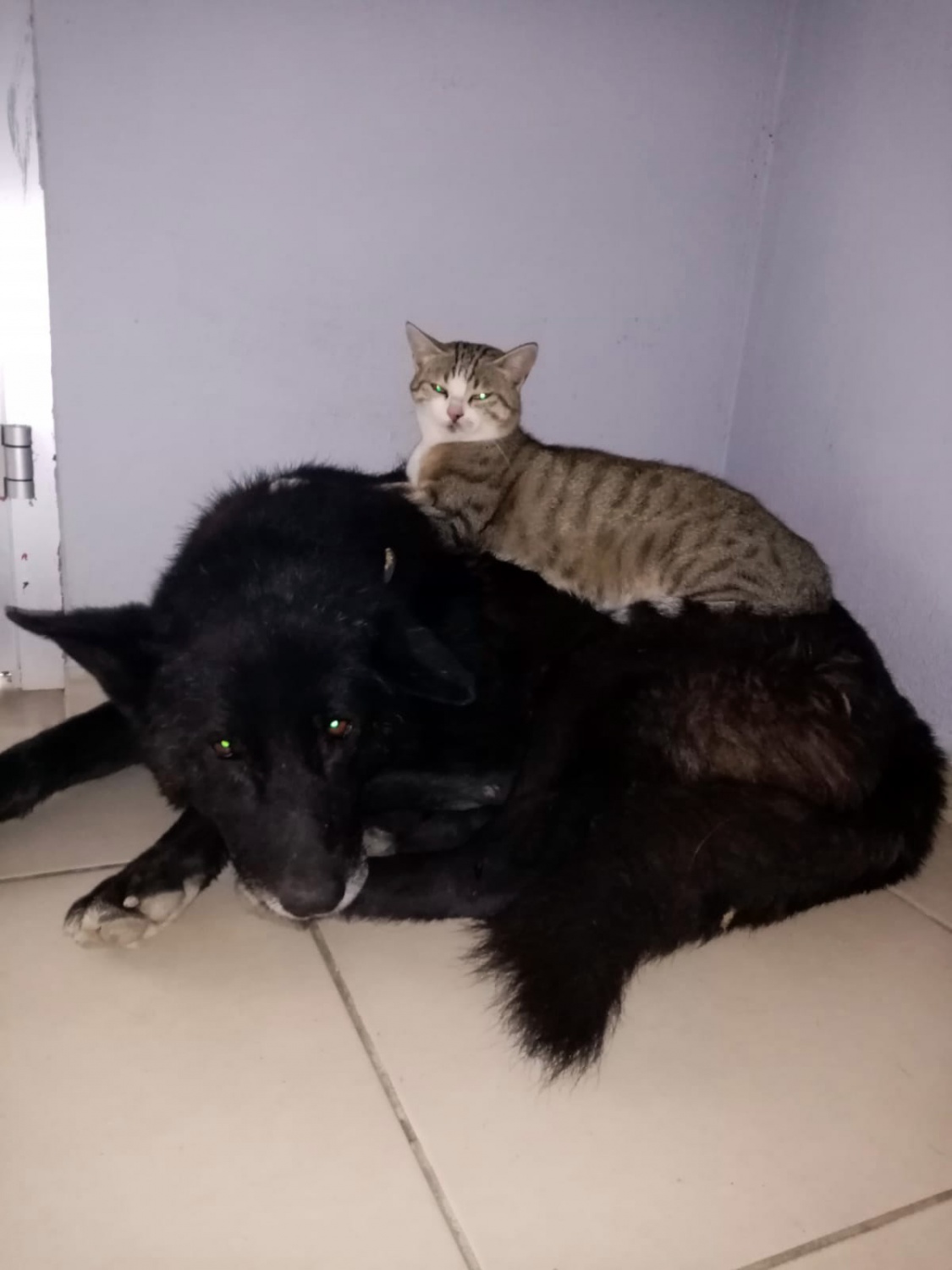 Titus ile Pamuk’un dostluğu ilgi çekiyor 1