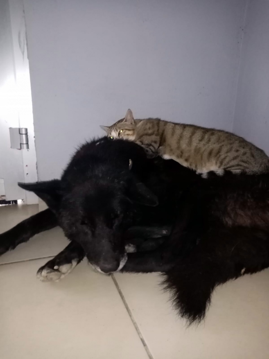 Titus ile Pamuk’un dostluğu ilgi çekiyor 2