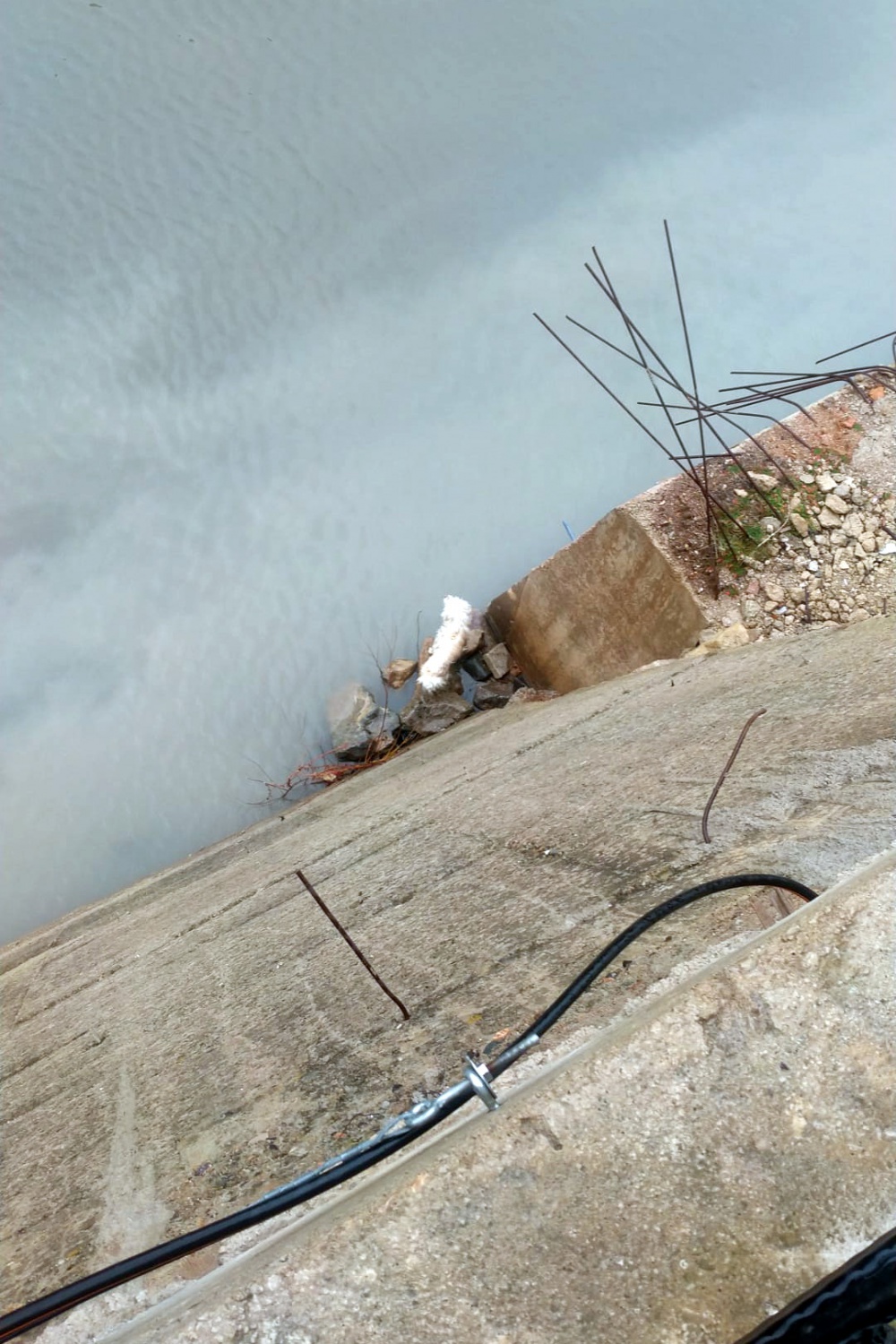 Harşit çayına düşen köpek kurtarıldı 2