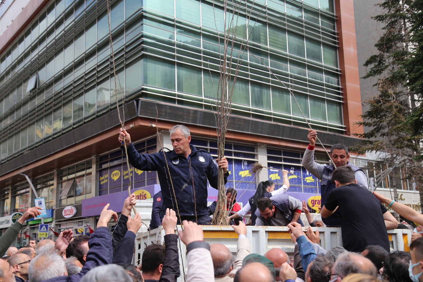 Gümüşhane Belediyesi 5 bin ceviz fidanı dağıttı 4