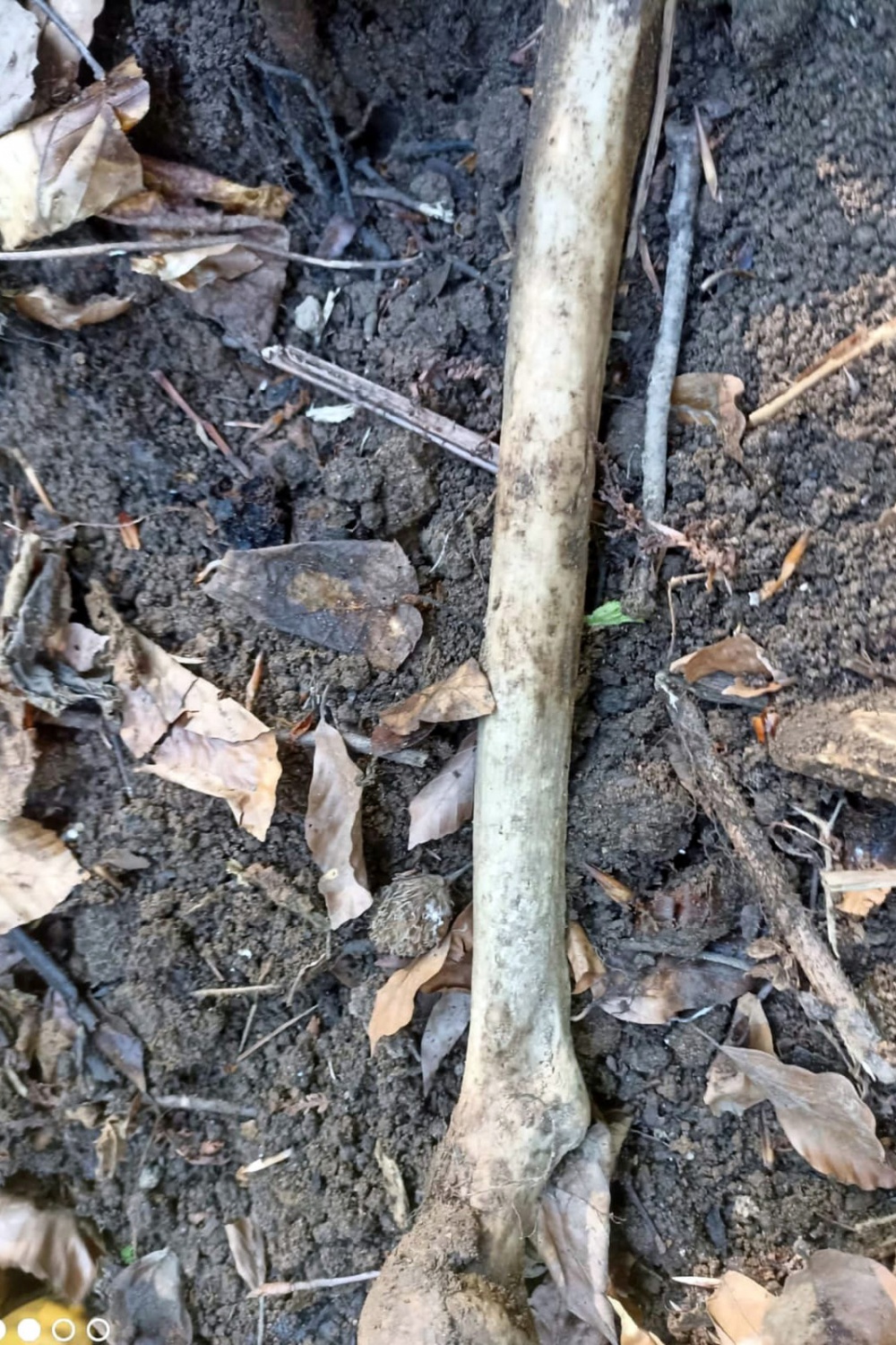 7 yıl sonra bulunan kafatası ve kemikler cinayet şüphesini arttırdı 4