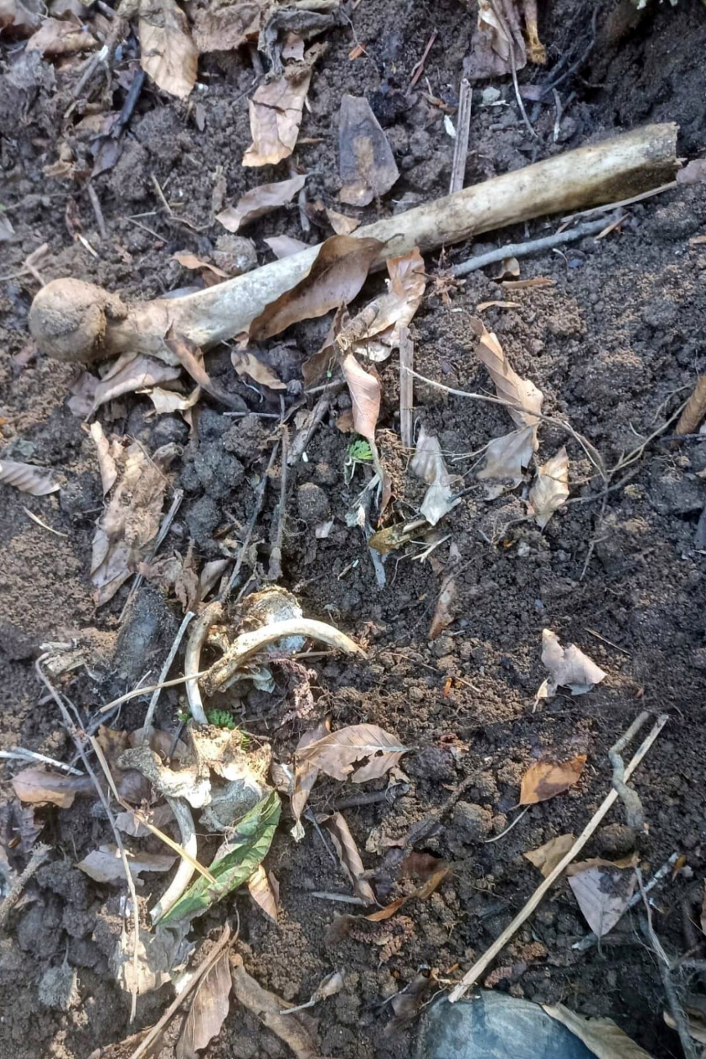 7 yıl sonra bulunan kafatası ve kemikler cinayet şüphesini arttırdı 6