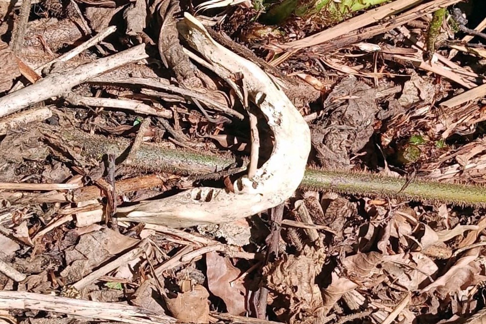 7 yıl sonra bulunan kafatası ve kemikler cinayet şüphesini arttırdı 9