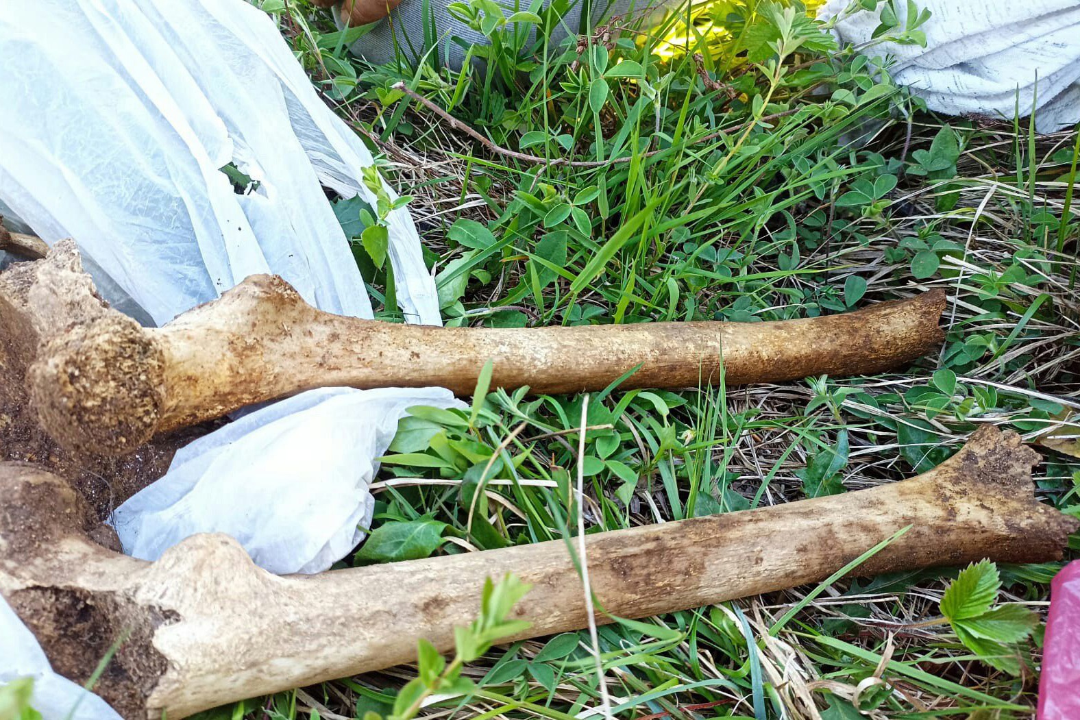 7 yıl sonra bulunan kafatası ve kemikler cinayet şüphesini arttırdı 7