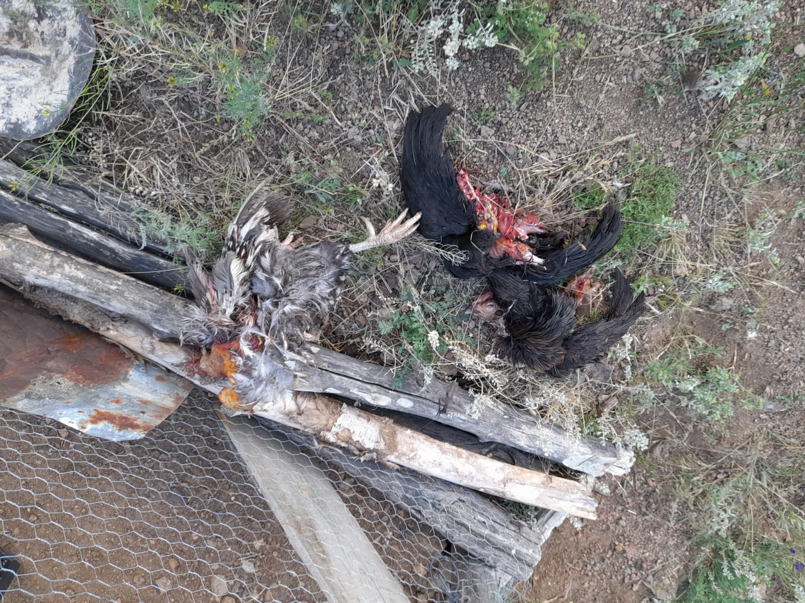 Aç kalan ayılar 2 günde 28 tavuğu telef etti 4