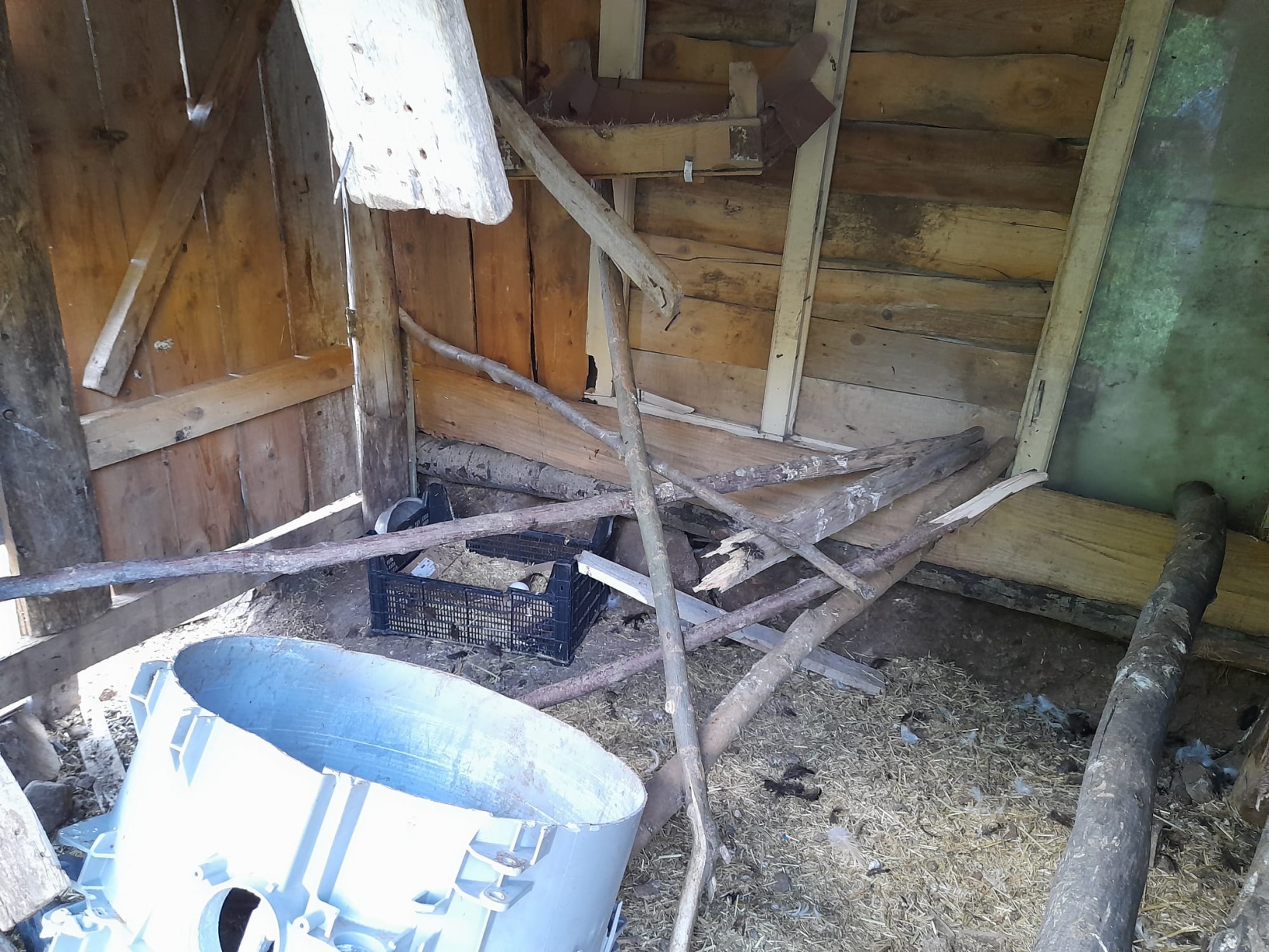 Aç kalan ayılar 2 günde 28 tavuğu telef etti 3