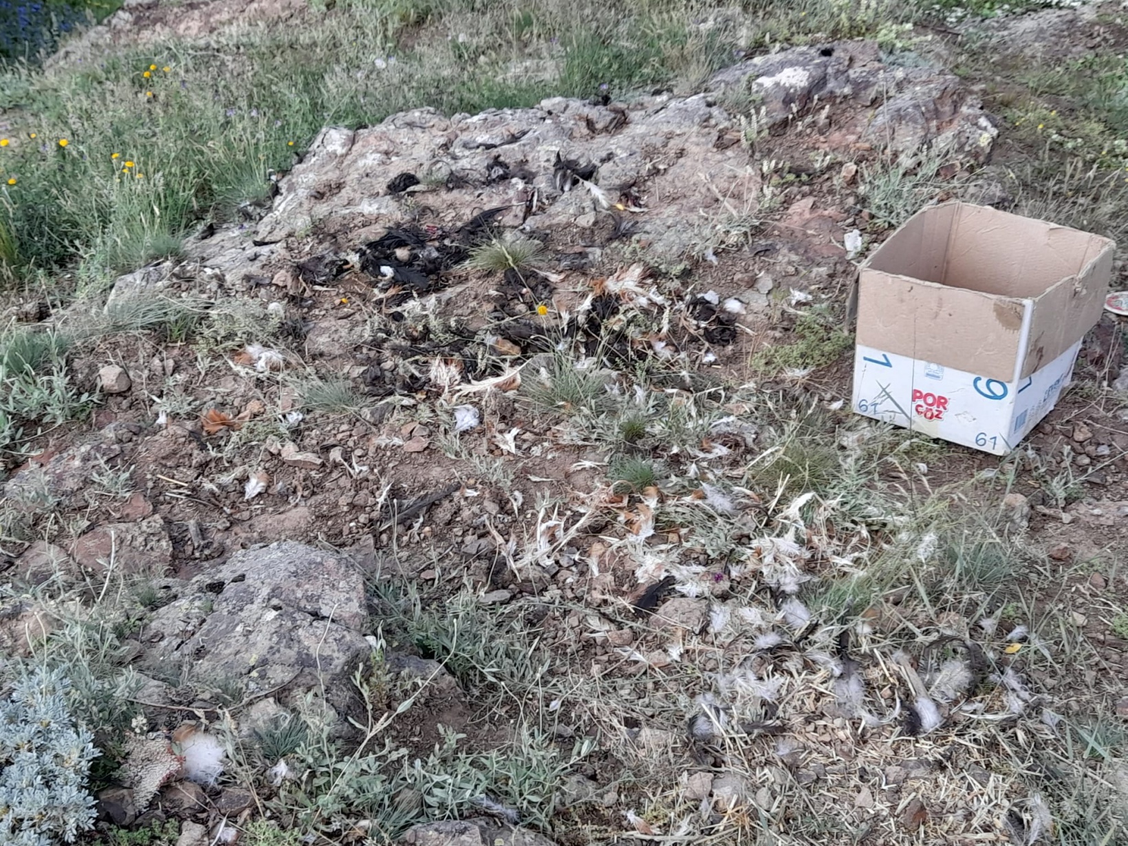 Aç kalan ayılar 2 günde 28 tavuğu telef etti 7