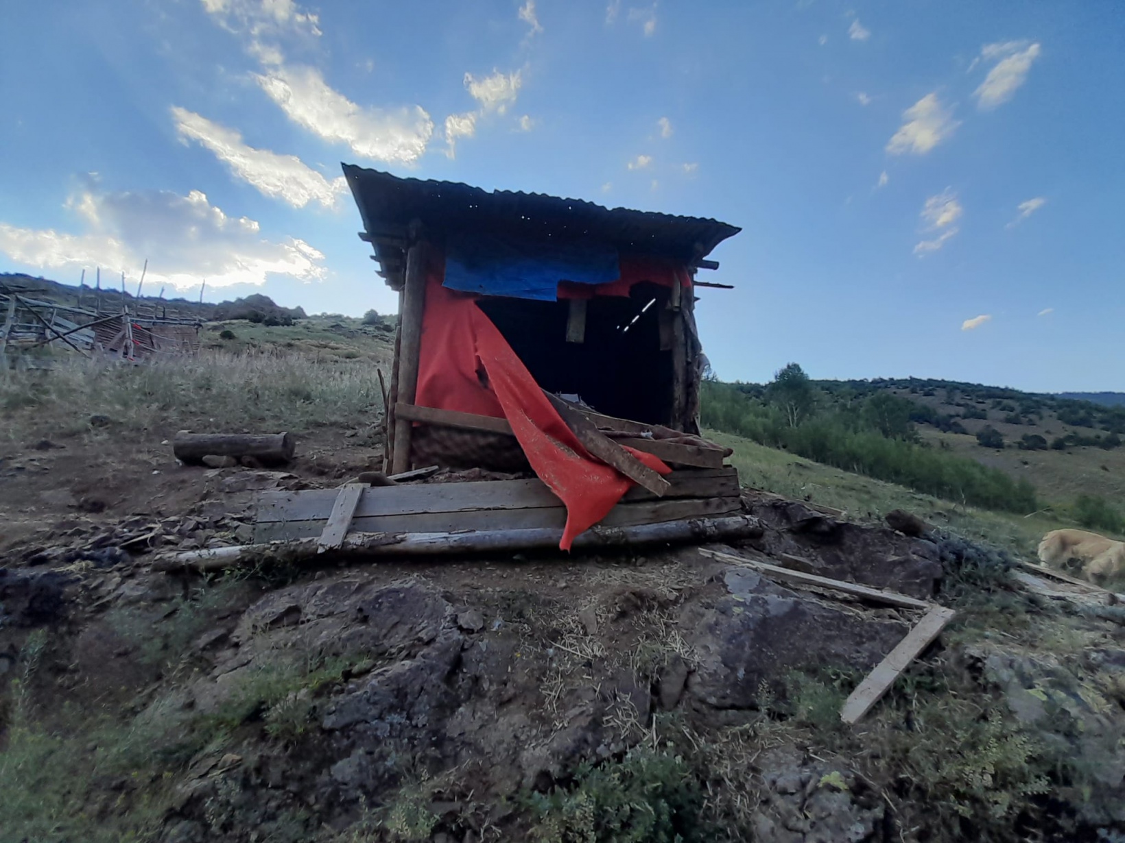 Aç kalan ayılar 2 günde 28 tavuğu telef etti 1