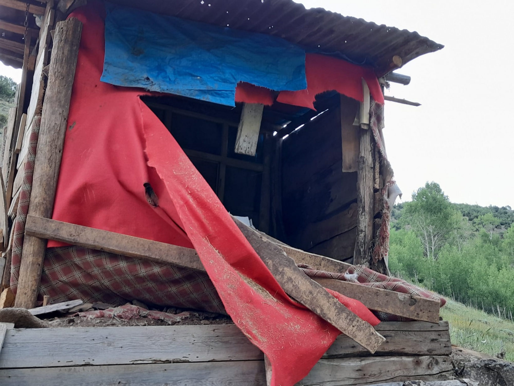 Aç kalan ayılar 2 günde 28 tavuğu telef etti 8