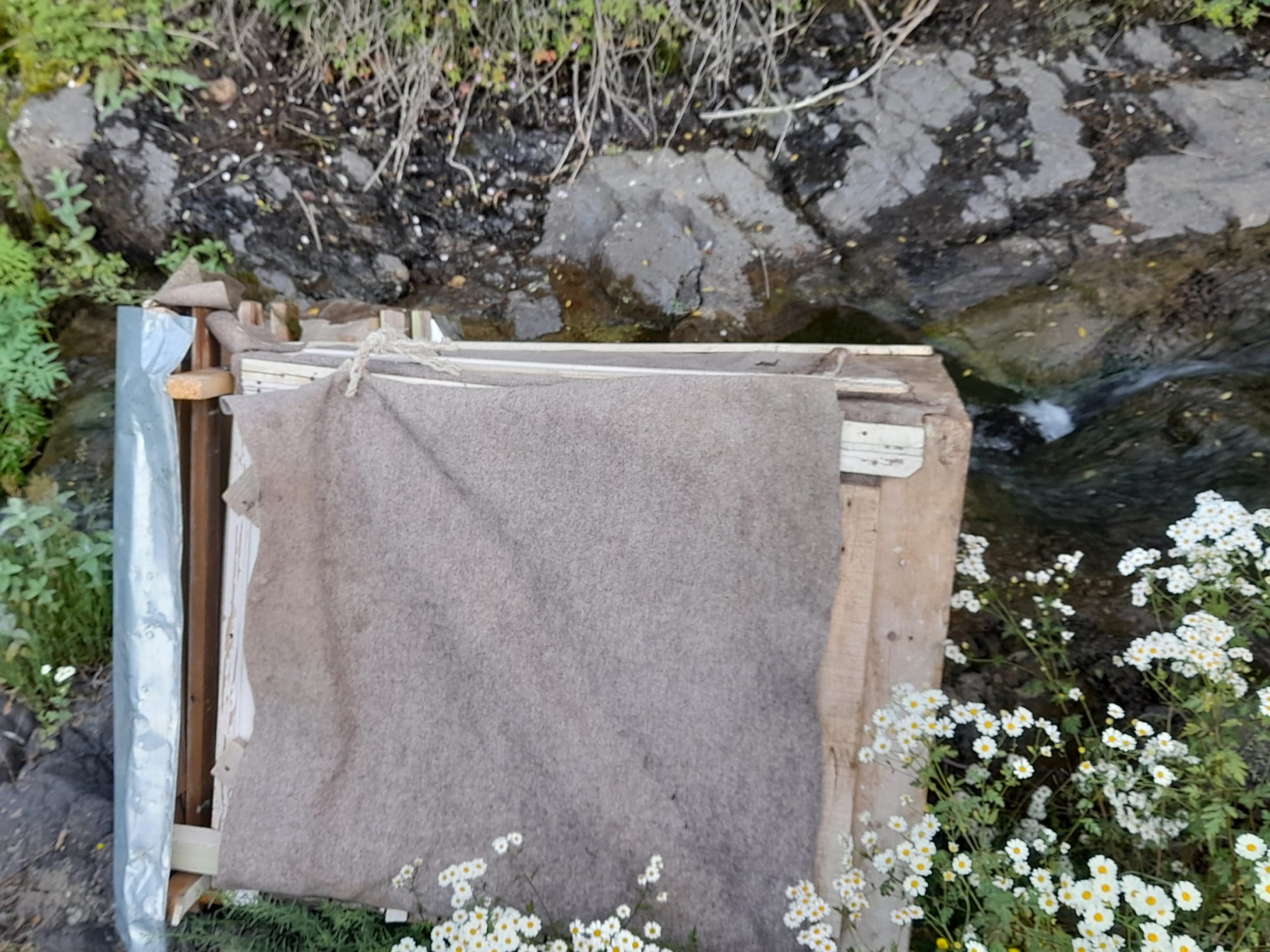 Aç kalan ayılar 2 günde 28 tavuğu telef etti 2