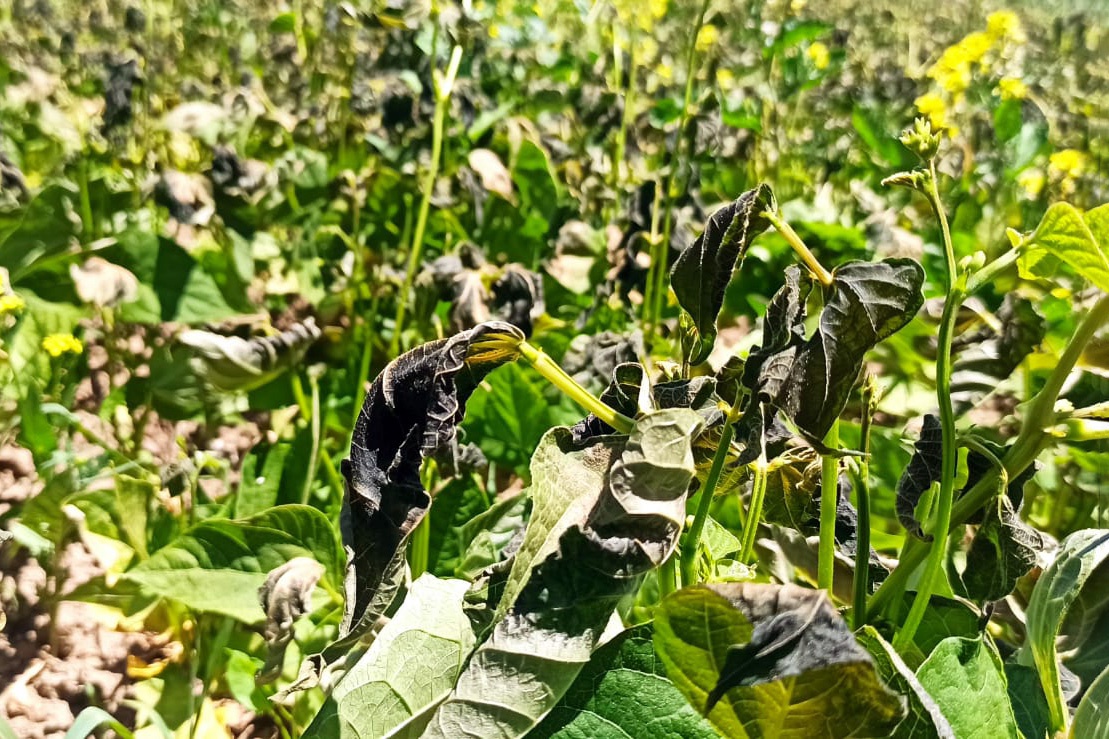 Şaka değil gerçek! Gümüşhane’yi temmuz ayında don vurdu 3