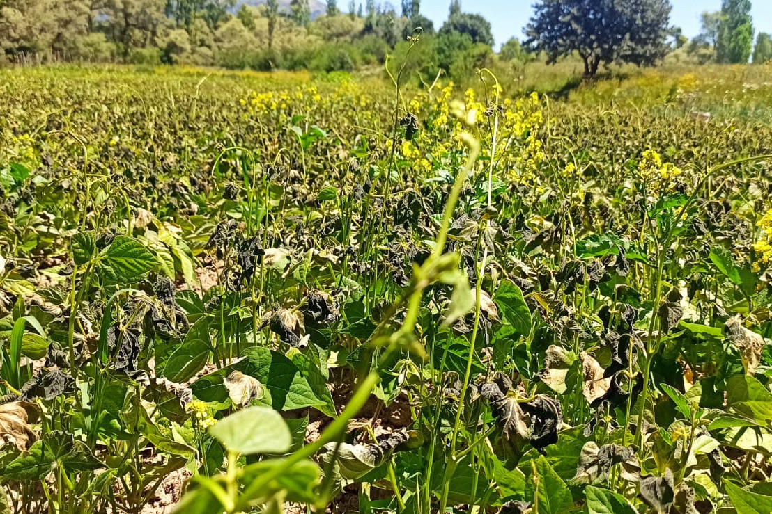 Şaka değil gerçek! Gümüşhane’yi temmuz ayında don vurdu 6