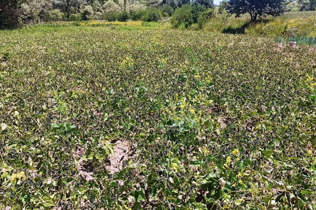 Şaka değil gerçek! Gümüşhane’yi temmuz ayında don vurdu 5