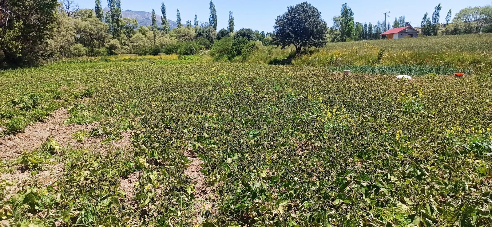 Şaka değil gerçek! Gümüşhane’yi temmuz ayında don vurdu 4